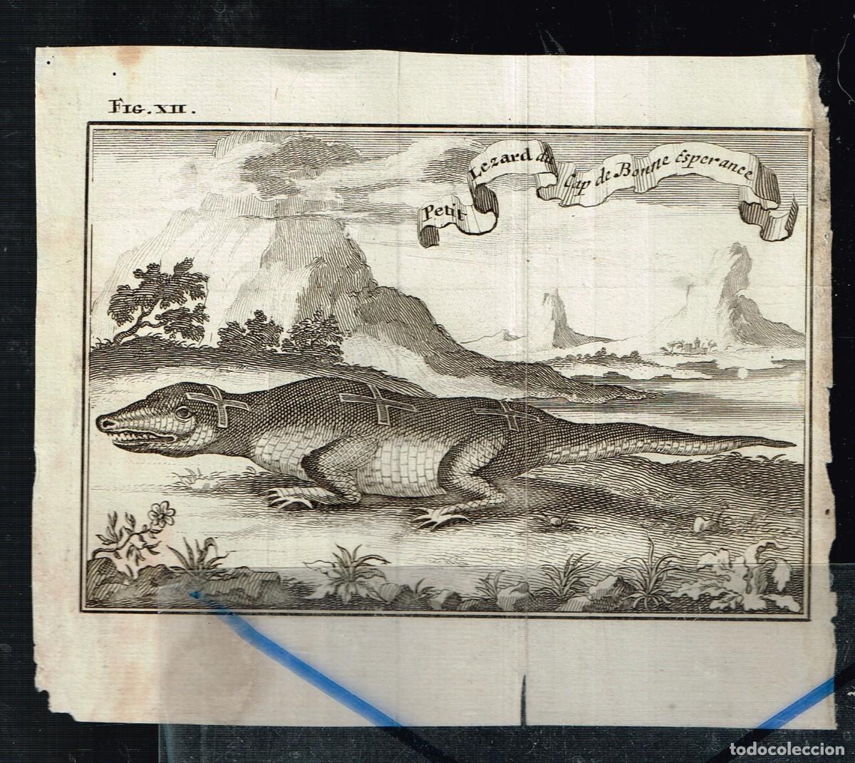 Art: ANTIGUO GRABADO 'petit lezard du cap de Bonne Esperance' peque&ntilde;o lagarto del cabo de Buena Esperanza