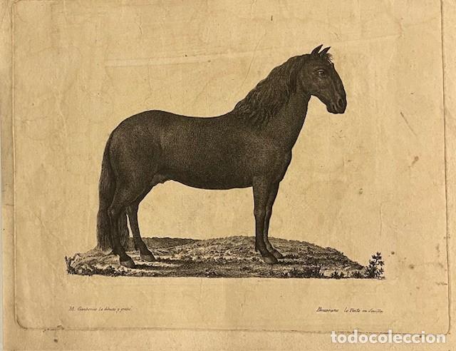 Arte: GRABADO AL ACERO S. XVIII-XIX DE CABALLO. GAMBORINO LO DIBUJO, BEJARANO LO PINTO EN SEVILLA