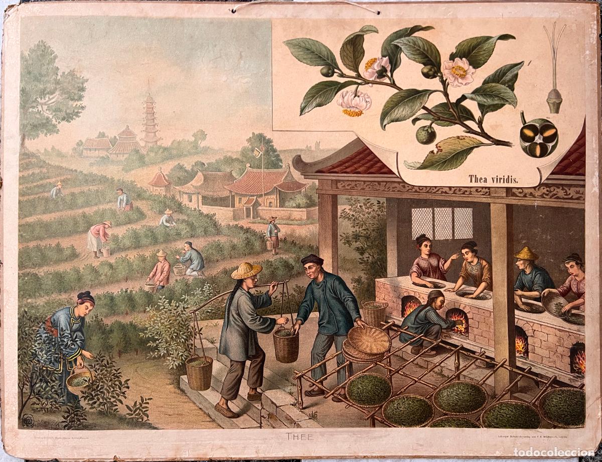 Arte: litografia plantacion de t&eacute; Goering-Schmidt, ausl&auml;ndische kulturpflanzen , Leipzig F. E. Wachsmuth