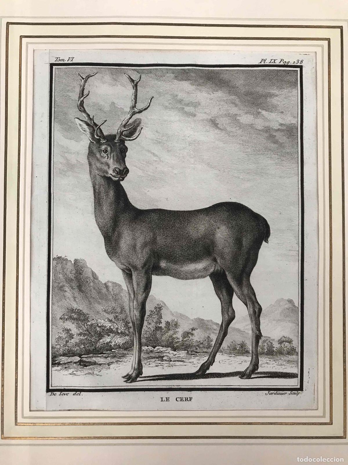 Arte: GRABADO LE CERF; EL CIERVO. JACQUES DE SEVE. C. 1780 - Foto 2