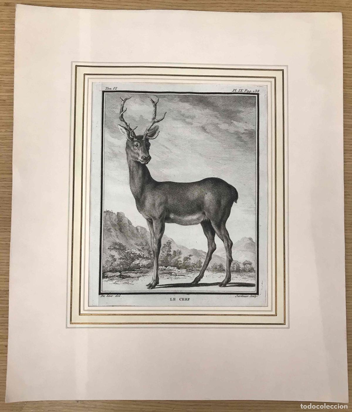 Arte: GRABADO LE CERF; EL CIERVO. JACQUES DE SEVE. C. 1780 - Foto 1
