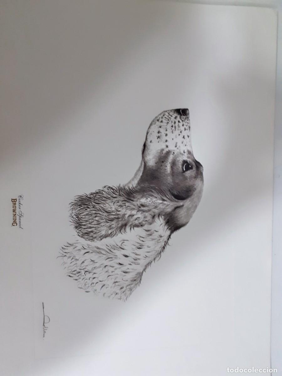 Arte: Grabado perro cocker spaniel - Foto 2