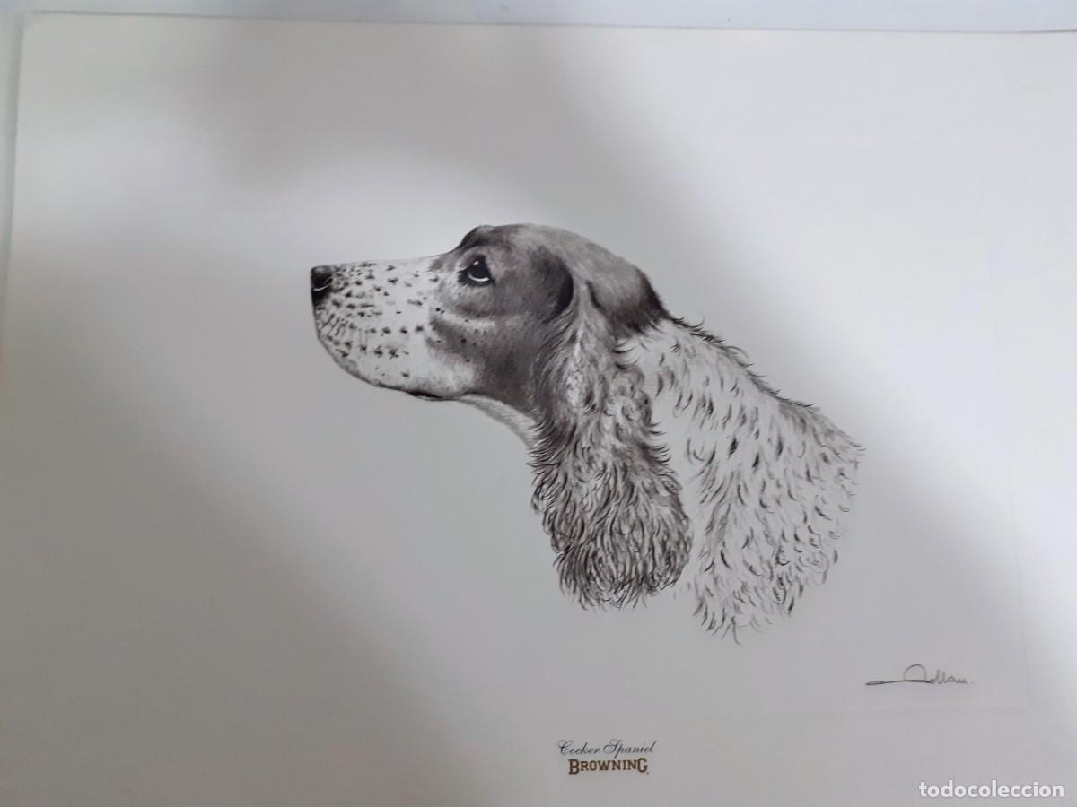 Arte: Grabado perro cocker spaniel - Foto 3