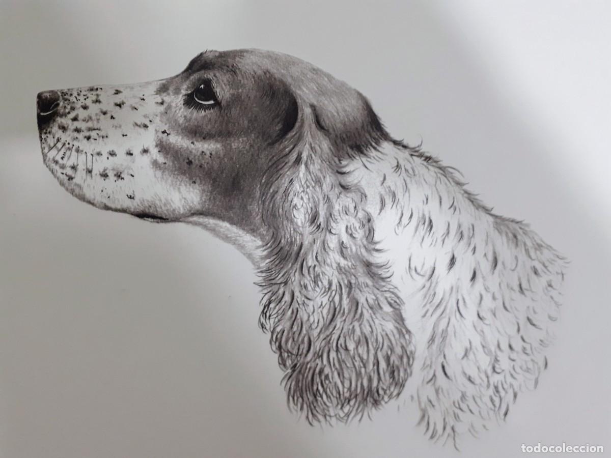 Arte: Grabado perro cocker spaniel - Foto 5