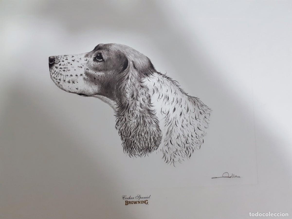 Arte: Grabado perro cocker spaniel - Foto 6