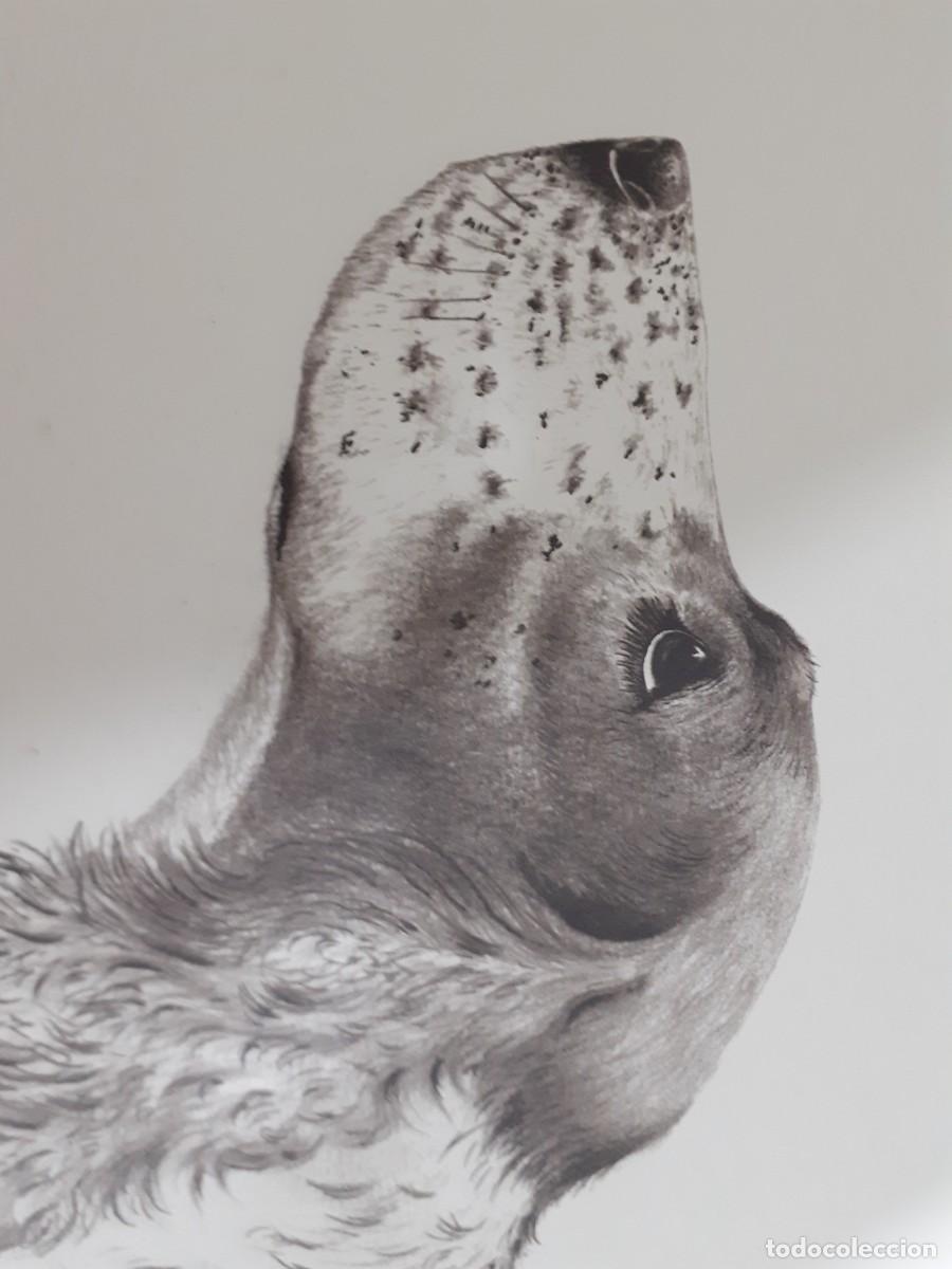 Arte: Grabado perro cocker spaniel - Foto 7