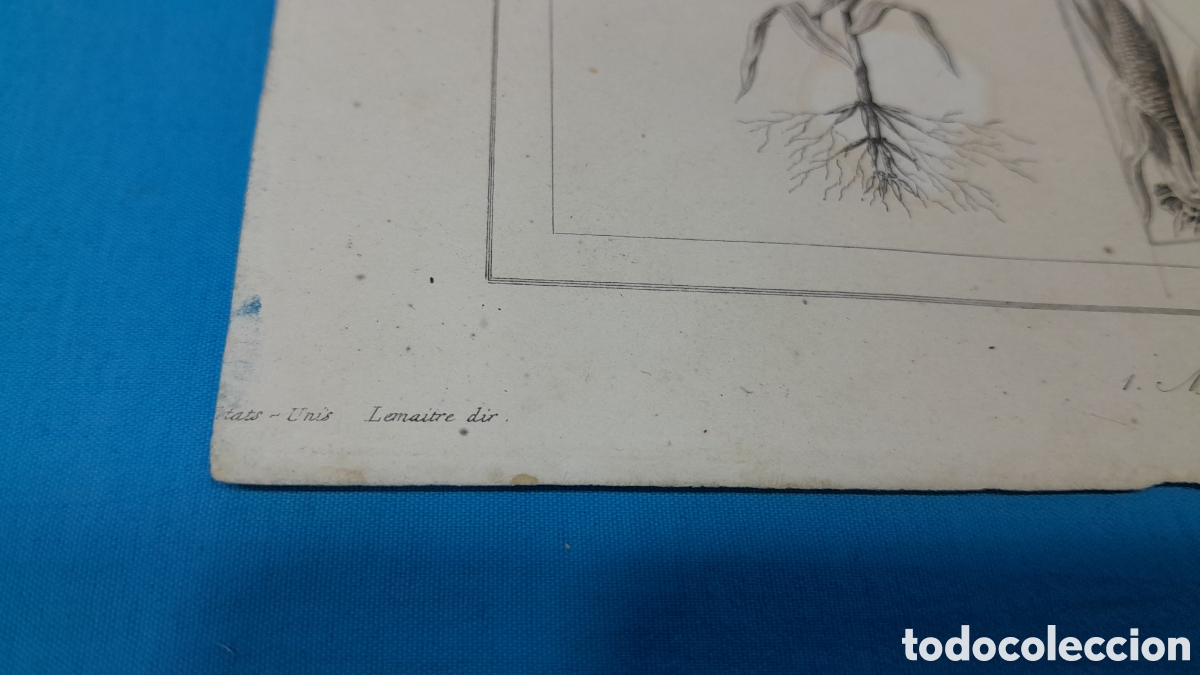 Arte: 1 MA&Iacute;Z - 2 TABACO, LEMAITRE DIR., EE. UU. N&Uacute;MERO 25 - Foto 2
