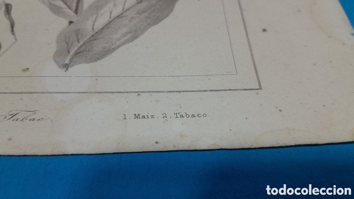 Arte: 1 MA&Iacute;Z - 2 TABACO, LEMAITRE DIR., EE. UU. N&Uacute;MERO 25 - Foto 3
