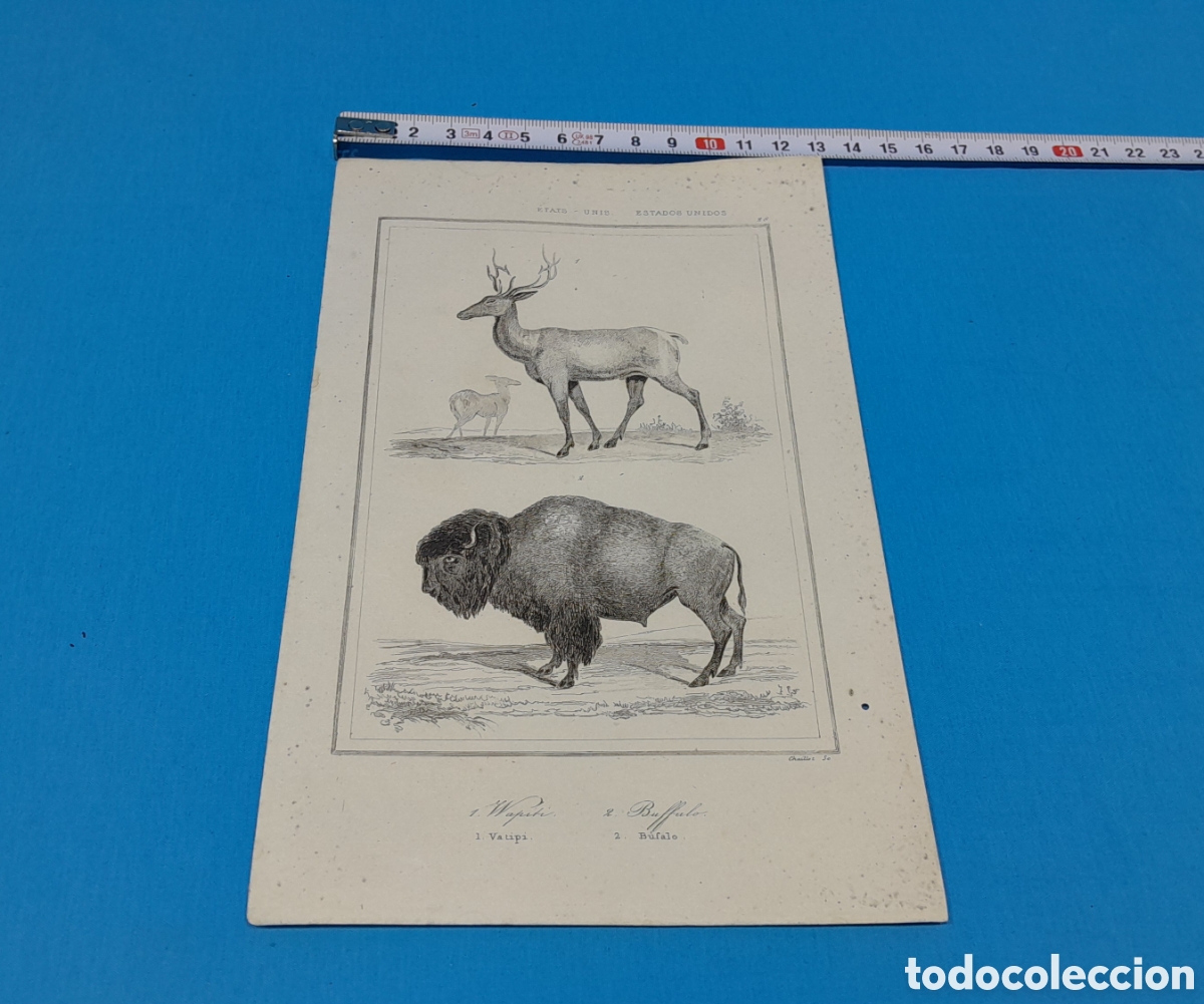 Art: 1 WAPITI, 2 B&Uacute;FALO- CHAILLOT SC, EE.UU. N&Uacute;MERO 28
