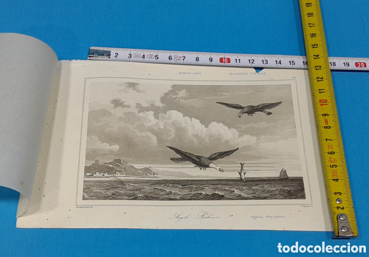 Art: &Aacute;GUILA PESCADORA - VANDER BURCH DEL, EE.UU. N&Uacute;MERO 80