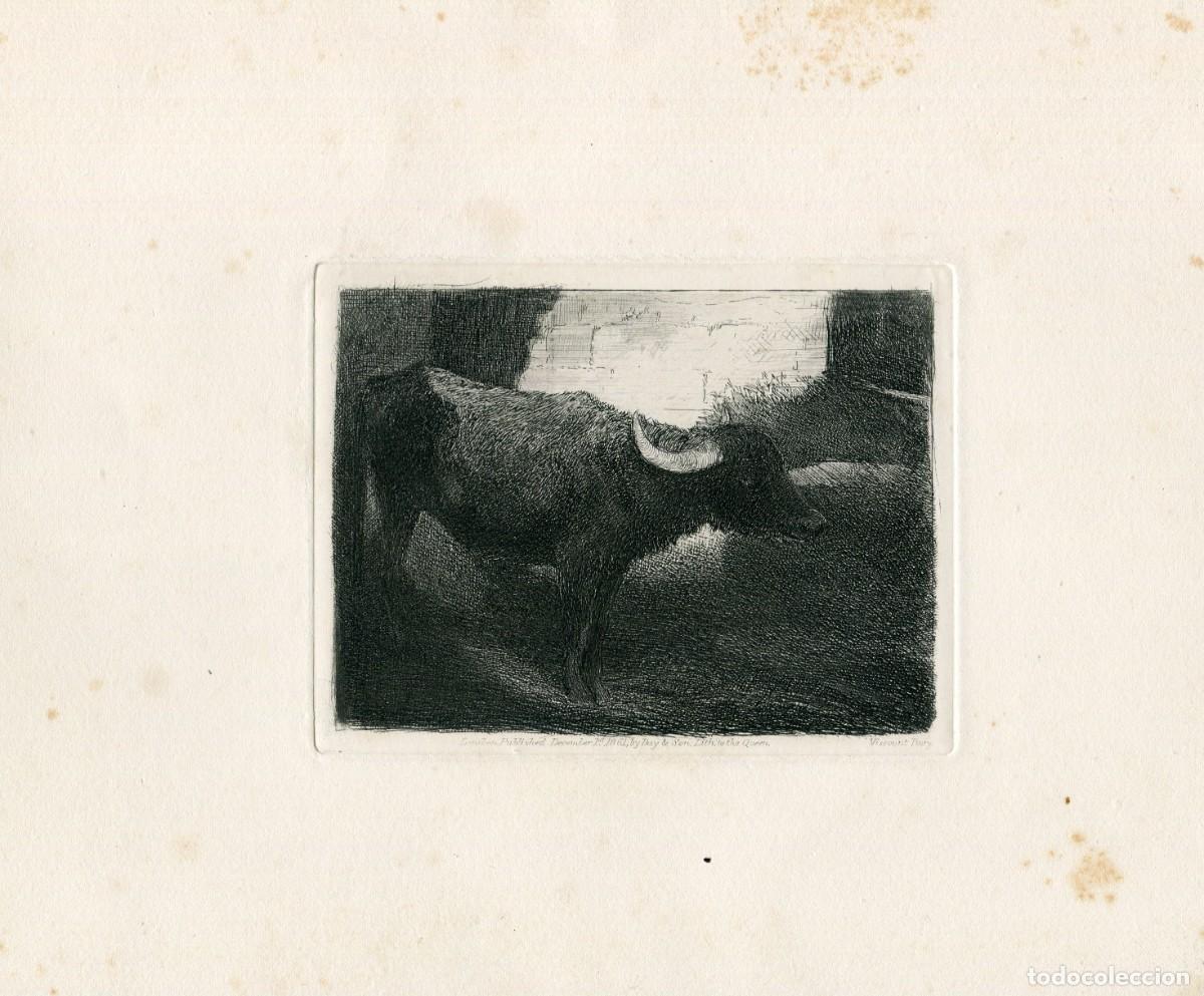 Arte: Estudio de b&uacute;falo grabado publicado en 1861 por Junior Etching Club, Londres.