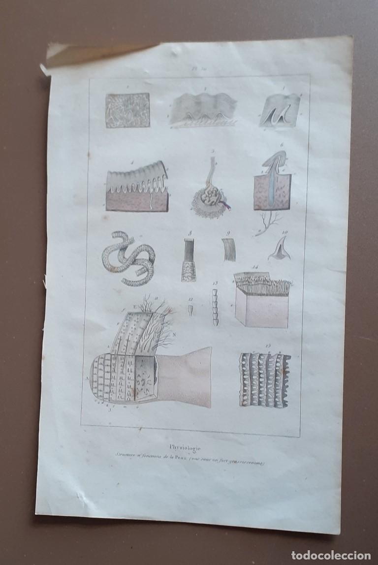 Art: Grabado physiologie --- 29 x 18,5 cm.