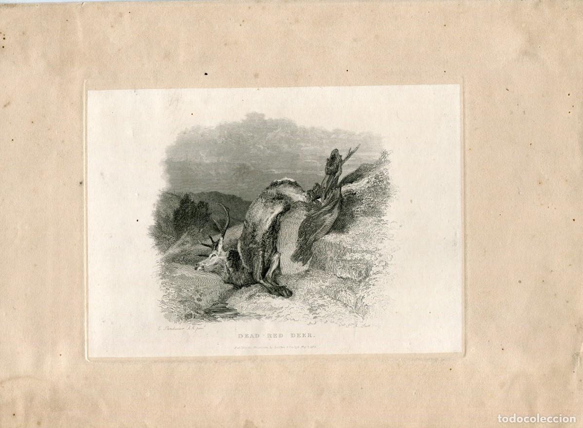 Kunst: Ciervo muerto. Grabado por J.R, Scott de una obra de E, Landseer.