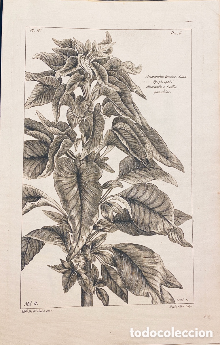 Arte: 1775 GRABADO REINO VEGETAL - Foto 1