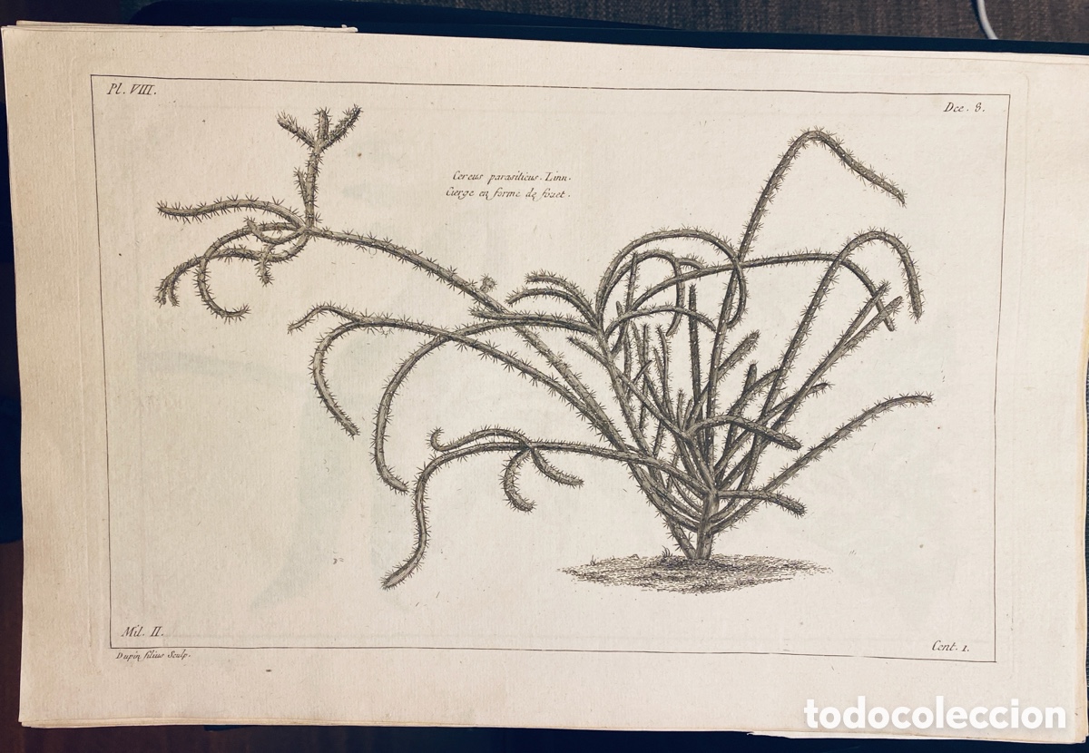 Arte: 1775 GRABADO REINO VEGETAL - Foto 1