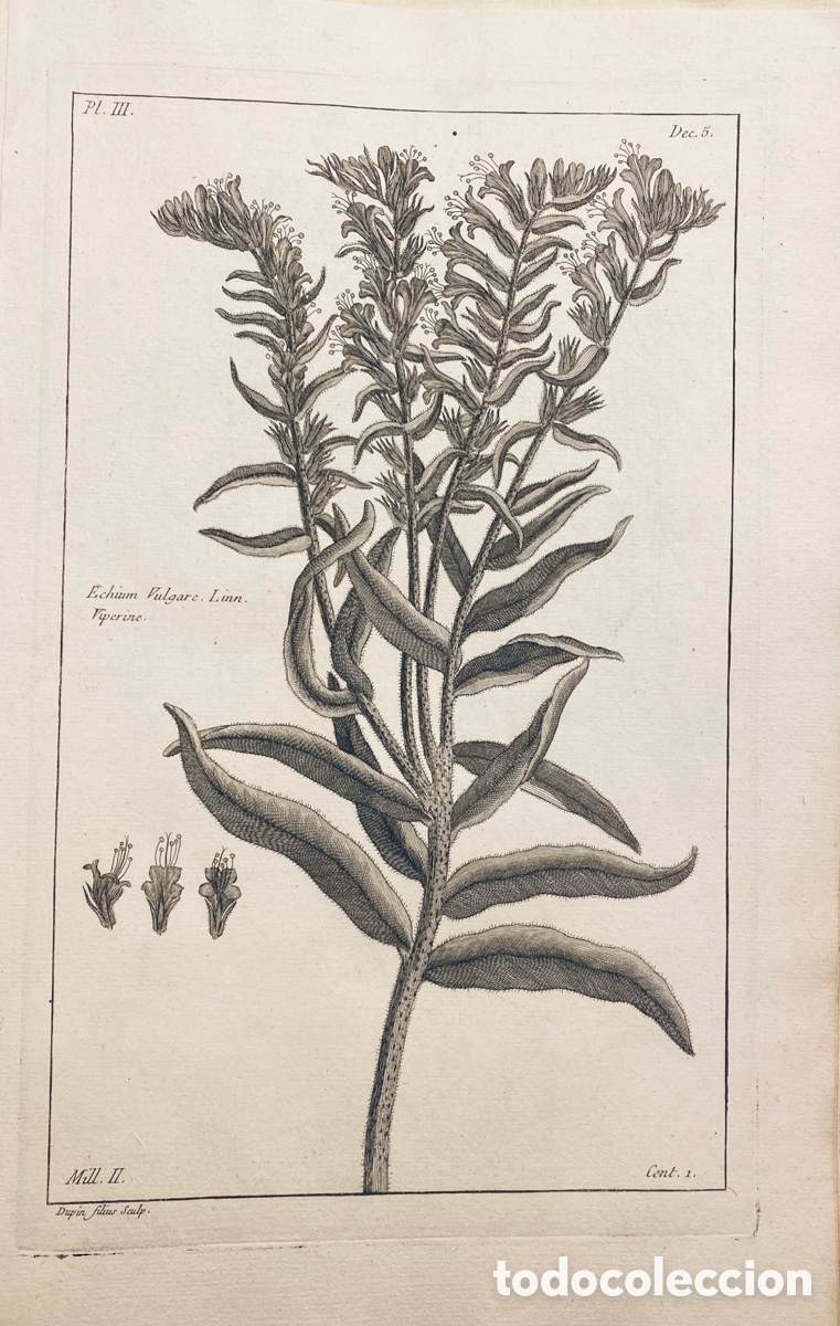 Arte: 1775 GRABADO REINO VEGETAL - Foto 1