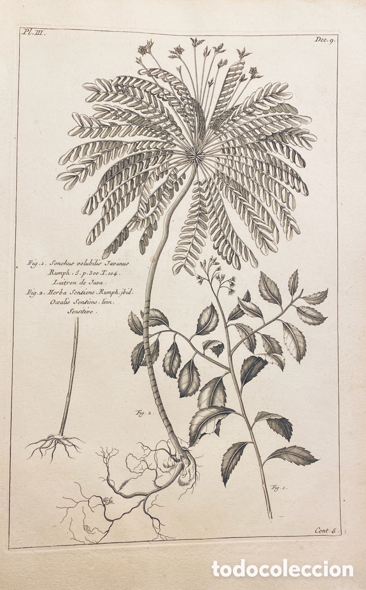 Arte: 1775 GRABADO REINO VEGETAL - Foto 1