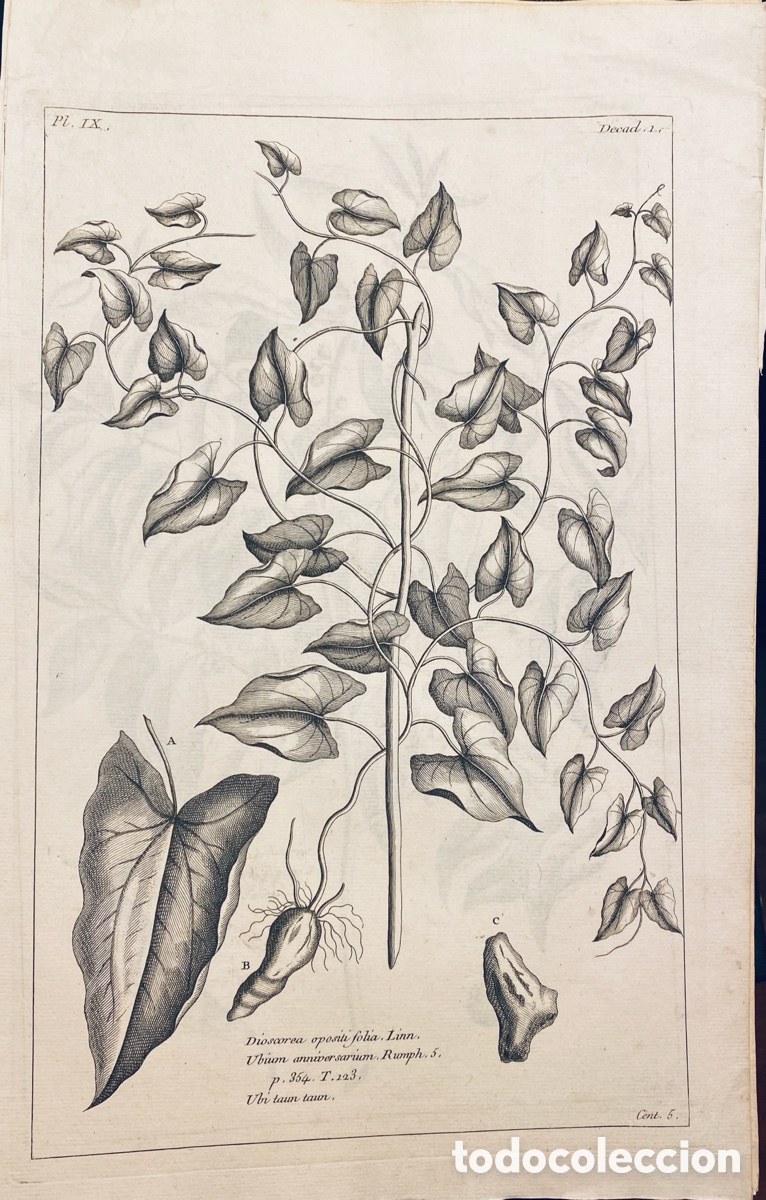 Arte: 1775 GRABADO REINO VEGETAL - Foto 1