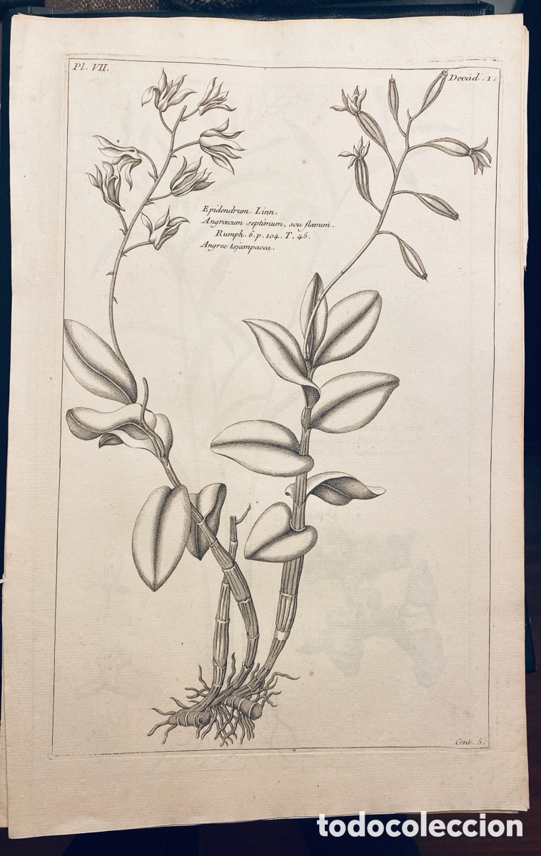 Arte: 1775 GRABADO REINO VEGETAL - Foto 1