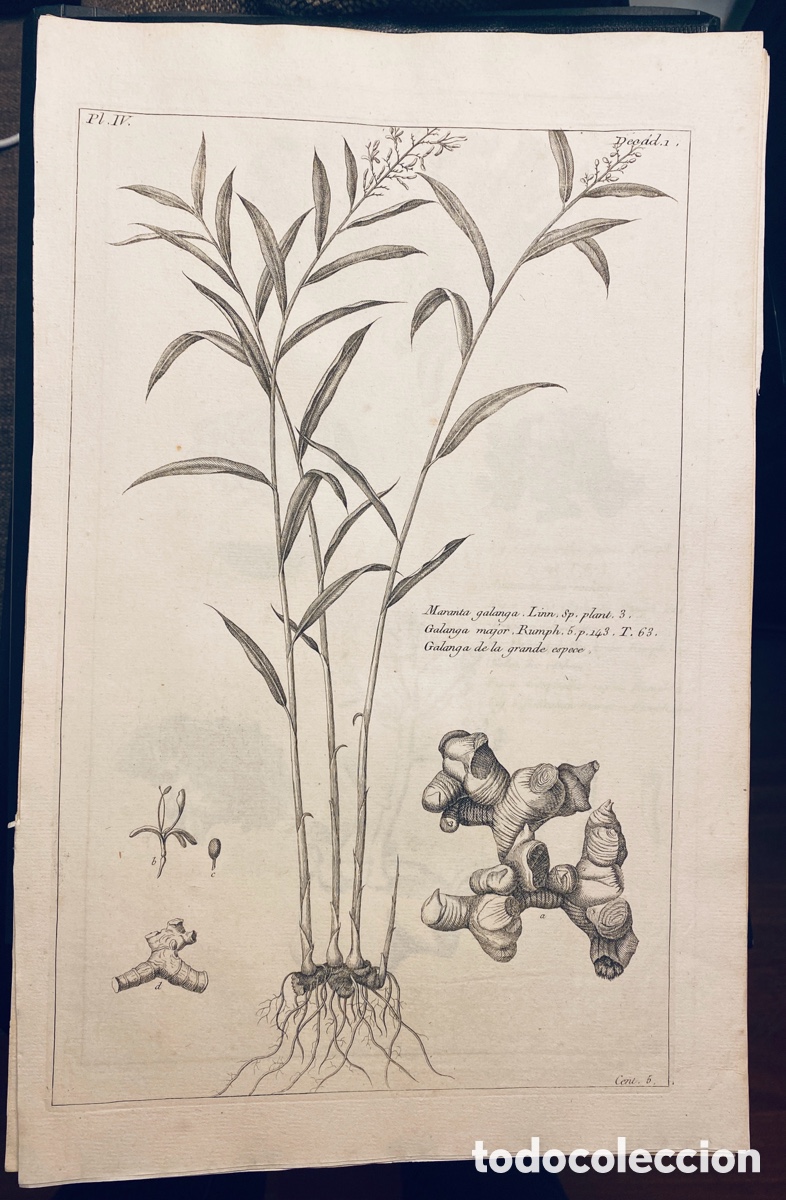 Arte: 1775 GRABADO REINO VEGETAL - Foto 1