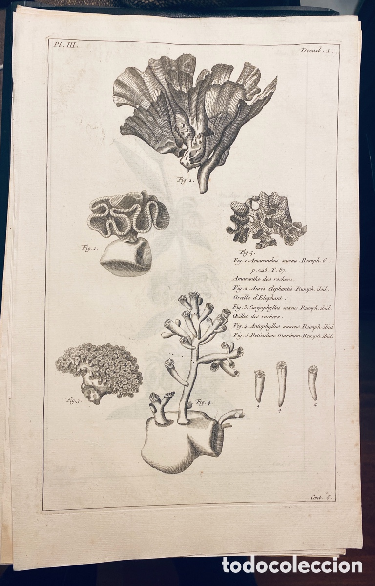 Arte: 1775 GRABADO REINO VEGETAL - Foto 1