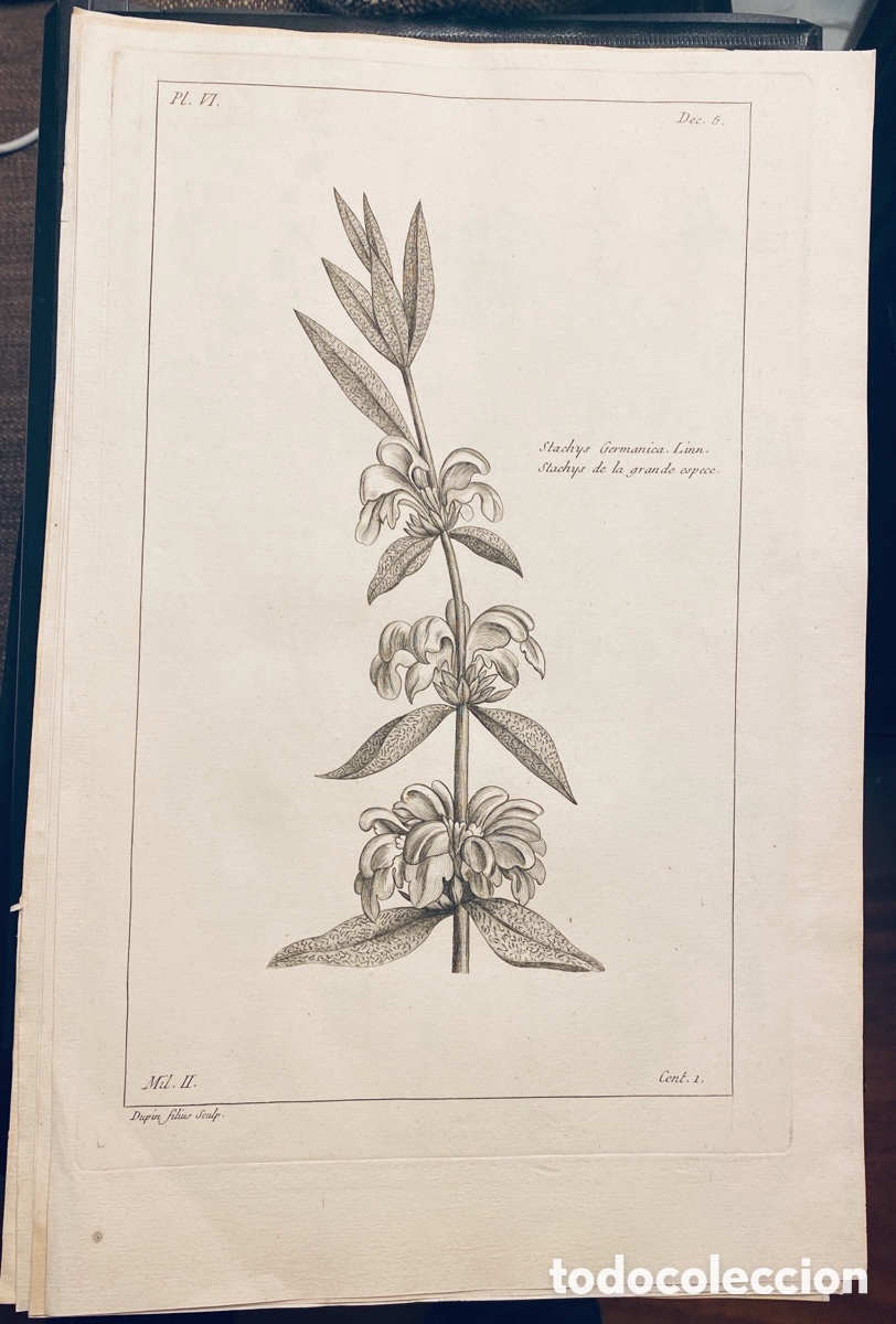 Arte: 1775 GRABADO REINO VEGETAL - Foto 1