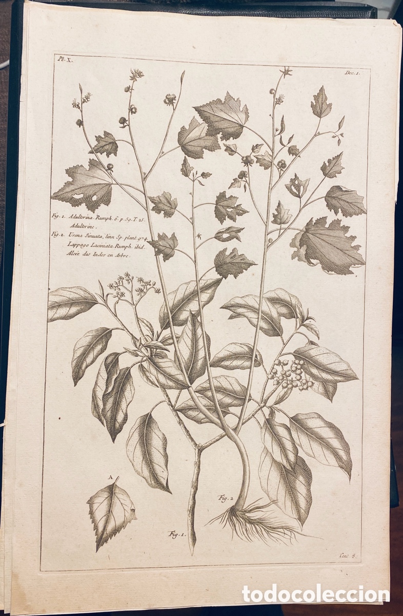 Arte: 1775 GRABADO REINO VEGETAL - Foto 1