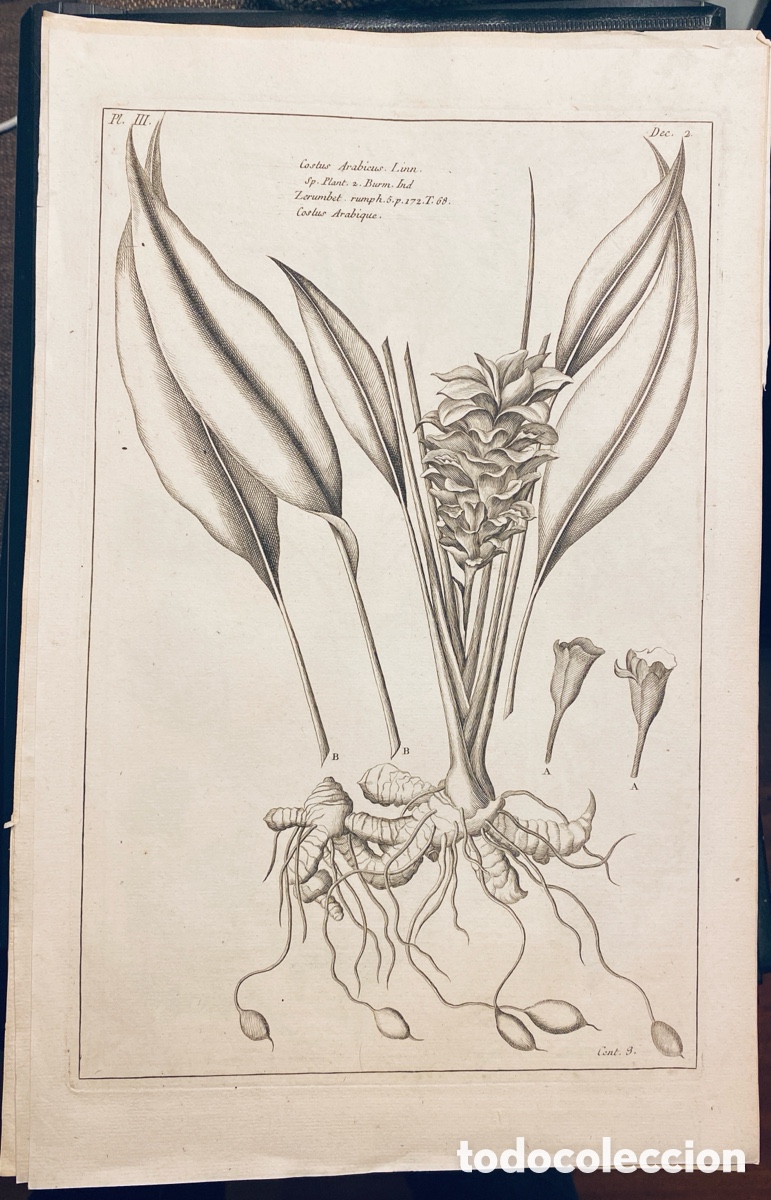 Arte: 1775 GRABADO REINO VEGETAL - Foto 1