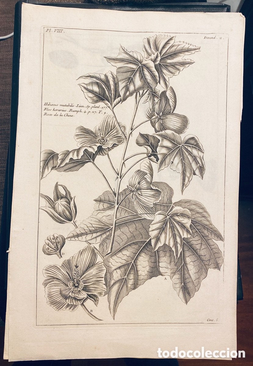 Arte: 1775 GRABADO REINO VEGETAL - Foto 1