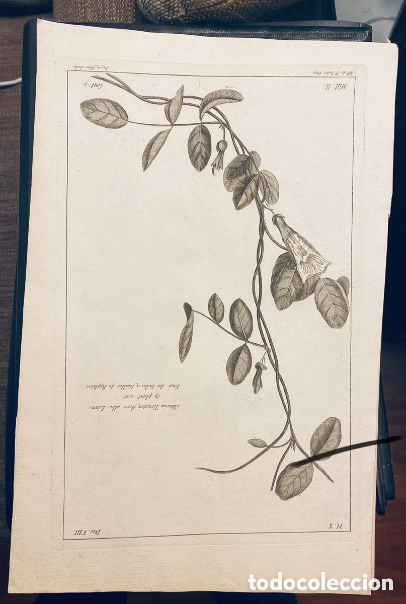 Arte: 1775 GRABADO REINO VEGETAL - Foto 1