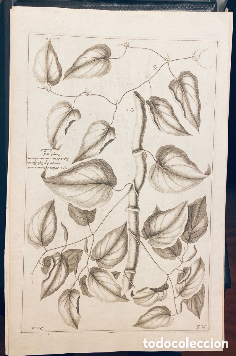 Arte: 1775 GRABADO REINO VEGETAL - Foto 1