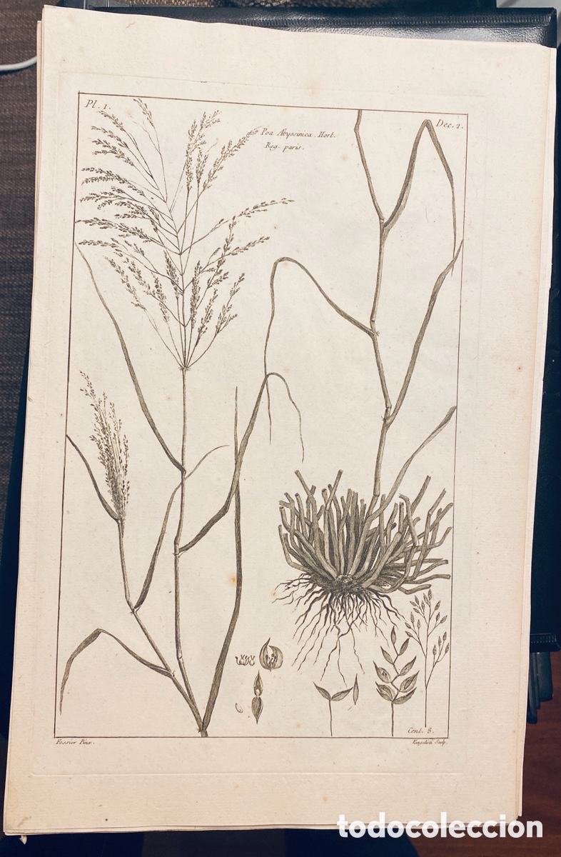 Arte: 1775 GRABADO REINO VEGETAL - Foto 1