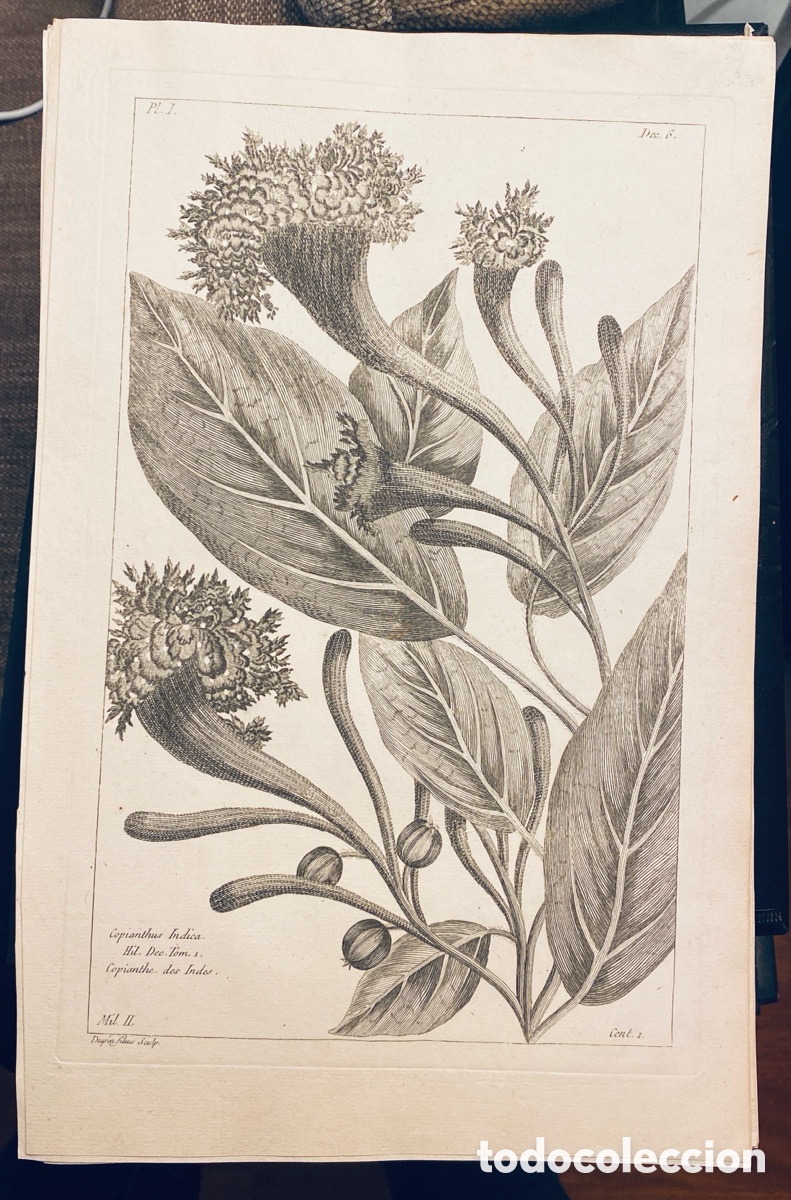 Arte: 1775 GRABADO REINO VEGETAL - Foto 1