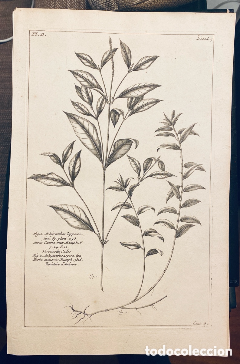 Arte: 1775 GRABADO REINO VEGETAL - Foto 1