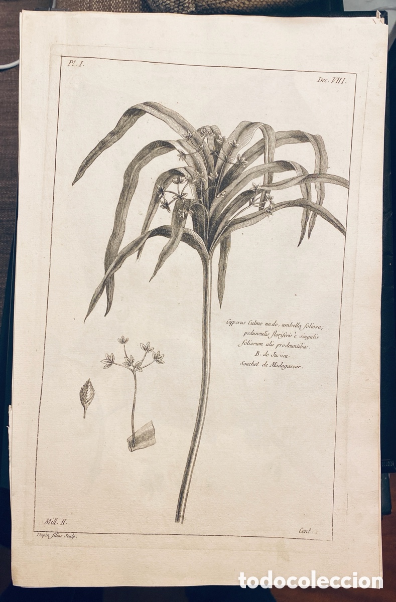 Arte: 1775 GRABADO REINO VEGETAL - Foto 1