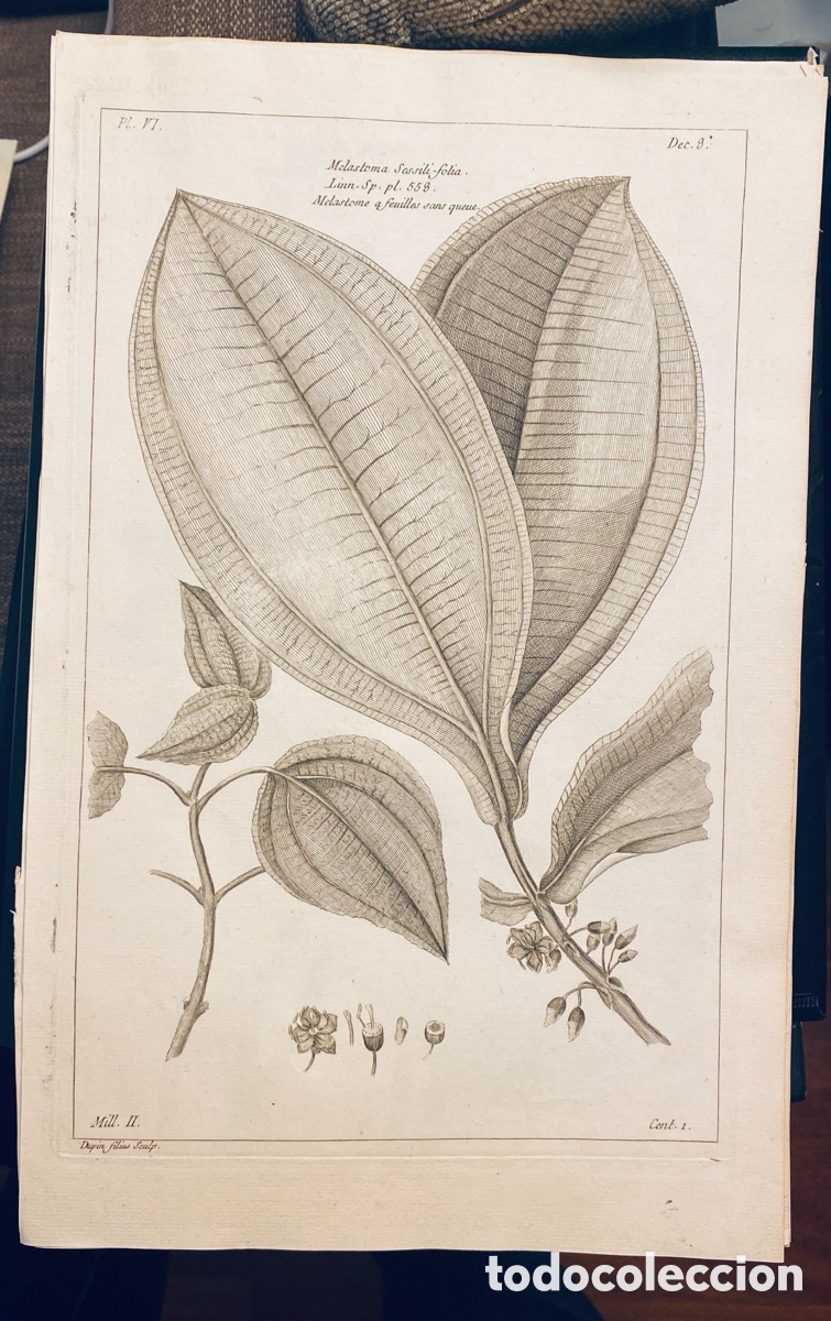 Arte: 1775 GRABADO REINO VEGETAL - Foto 1