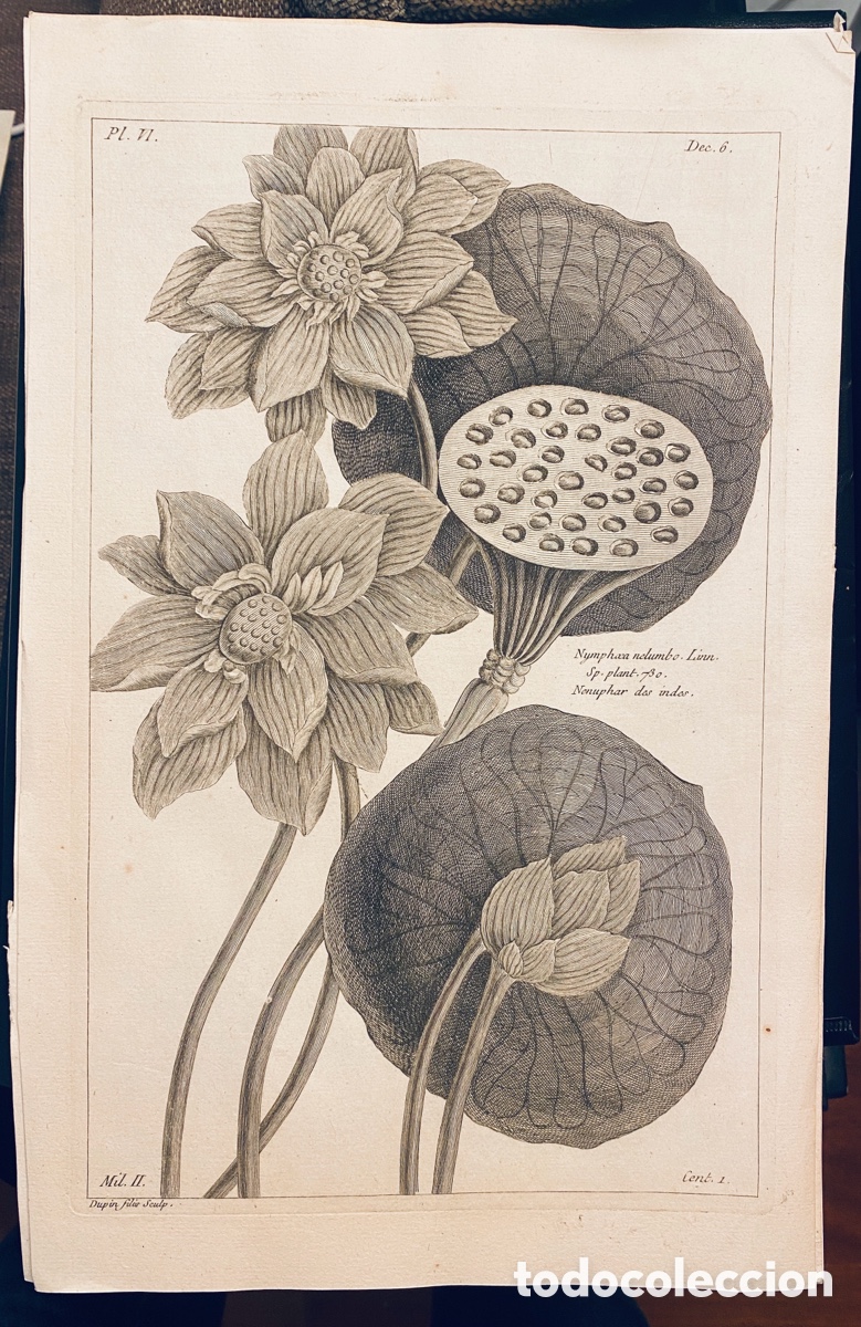 Arte: 1775 GRABADO REINO VEGETAL - Foto 1