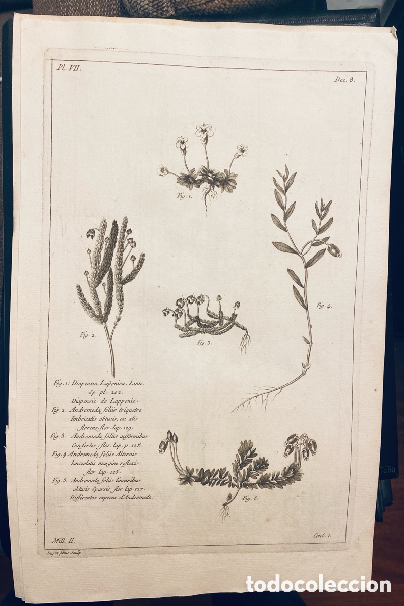 Arte: 1775 GRABADO REINO VEGETAL - Foto 1