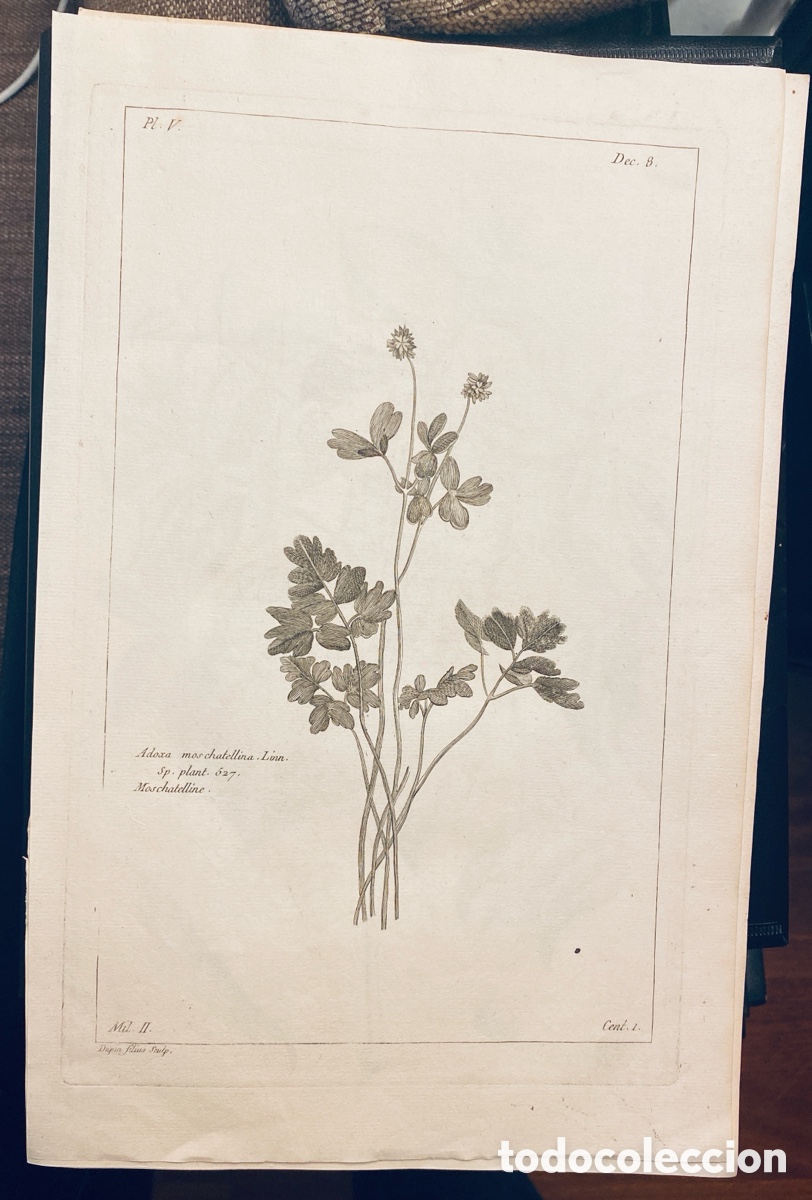 Arte: 1775 GRABADO REINO VEGETAL - Foto 1