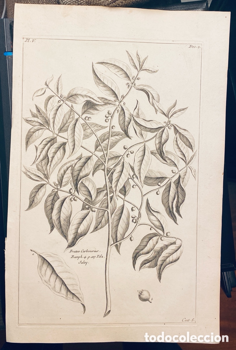 Arte: 1775 GRABADO REINO VEGETAL - Foto 1
