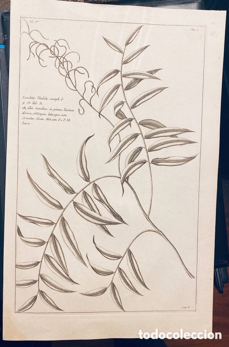 Arte: 1775 GRABADO REINO VEGETAL - Foto 1