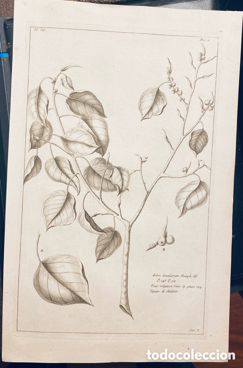 Arte: 1775 GRABADO REINO VEGETAL - Foto 1