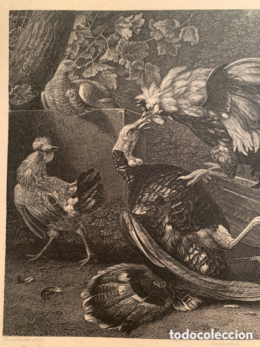 Arte: Melchior D&rsquo;Hondecoeter - Alfred Krause -Grabado- - Foto 3