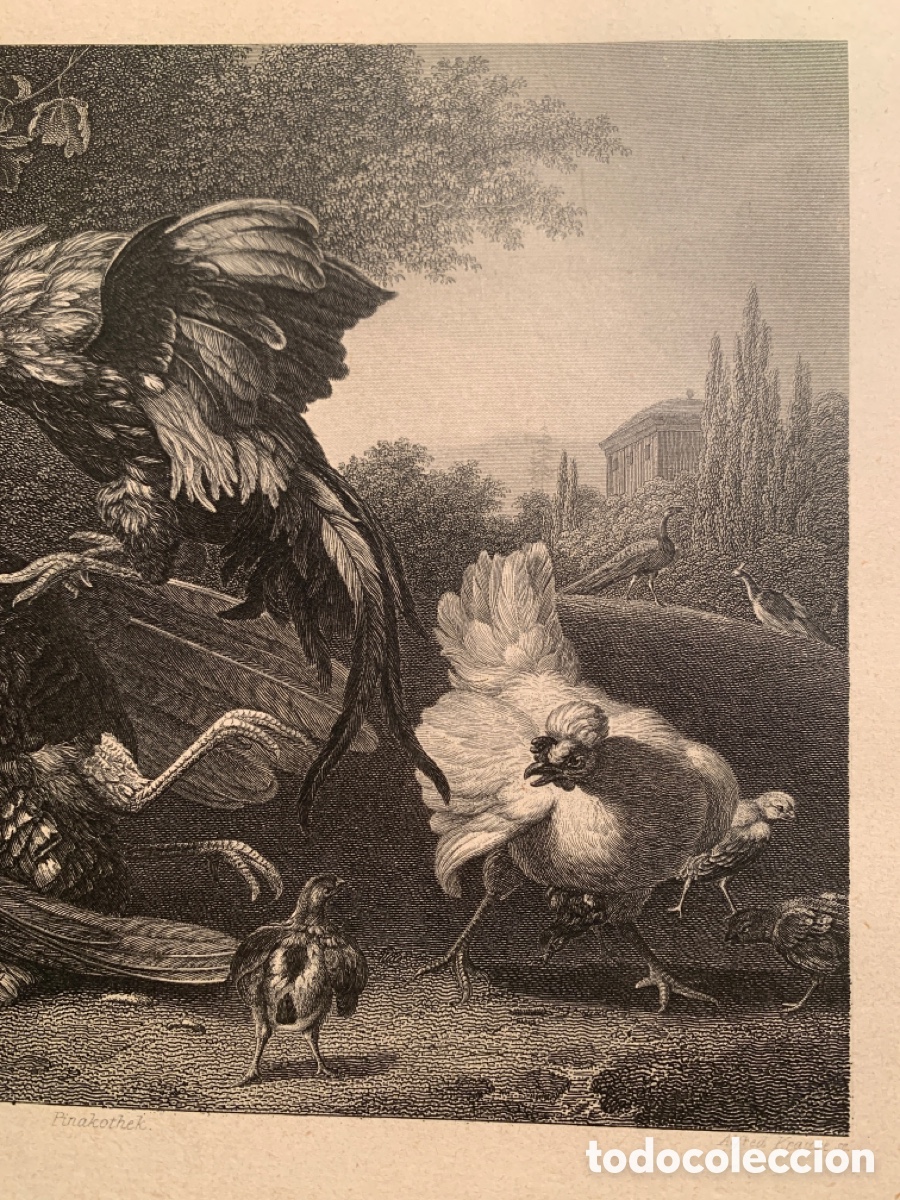 Arte: Melchior D&rsquo;Hondecoeter - Alfred Krause -Grabado- - Foto 4