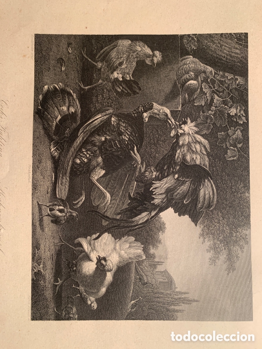 Arte: Melchior D&rsquo;Hondecoeter - Alfred Krause -Grabado- - Foto 1
