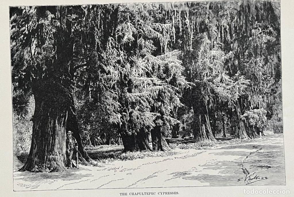 Arte: GRANDES CIPRESES DEL BOSQUE DE CHAPULTEPEC (M&Eacute;XICO), hacia 1890. BARBANT