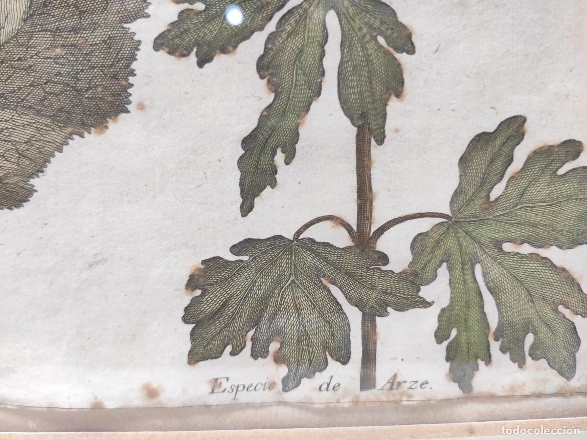 Arte: AVELLANO Y ARCE -BARTOLOME ESCRIBANO Y DAVILA -1754 - Foto 3