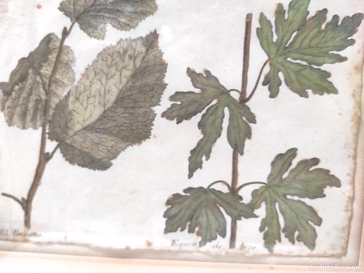 Arte: AVELLANO Y ARCE -BARTOLOME ESCRIBANO Y DAVILA -1754 - Foto 5