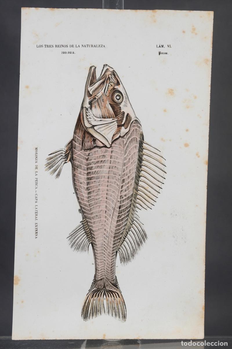 Art: Grabado coloreado a manos de Los Tres Reinos de la naturaleza, zoologia peces, mediados siglo XIX