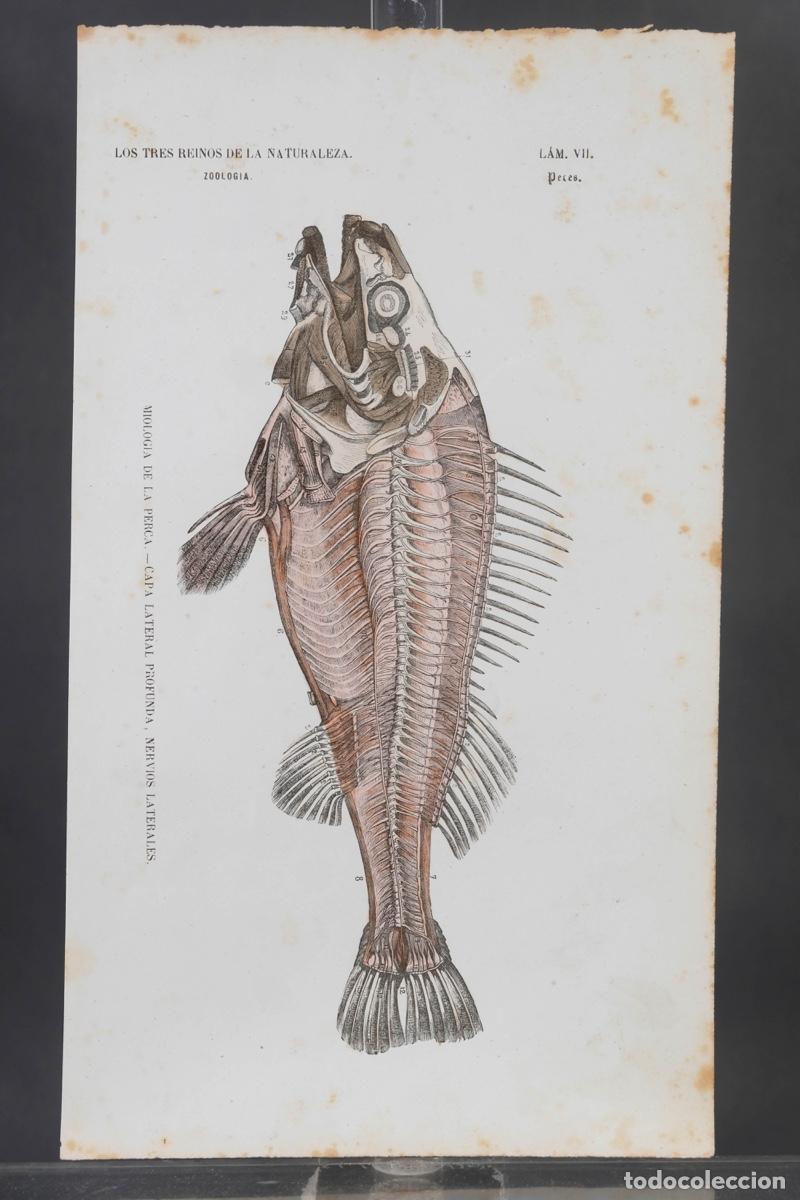 Art: Grabado coloreado a manos de Los Tres Reinos de la naturaleza, zoologia peces, mediados siglo XIX